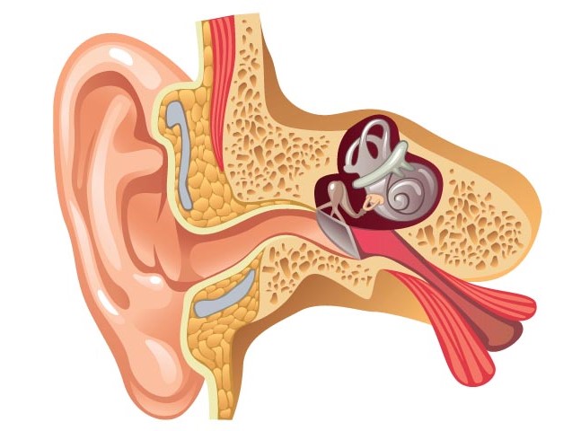 How the Brain Perceives Sound